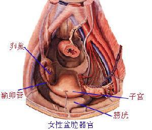 女性得了尿道炎有什么症状